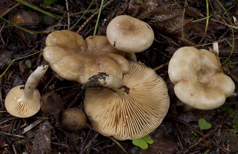 Lactarius pyrogalus